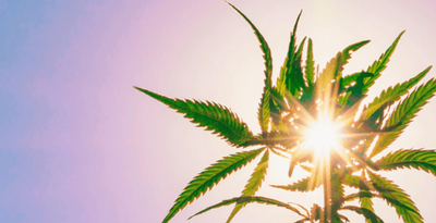 Cannabisversandapotheke (Löwen-Apotheke Altdorf)