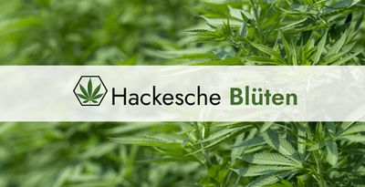 Hackesche Blueten (Apotheke Hackesches Quartier, Berlin)